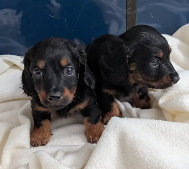 Chiots teckel - Photo 3