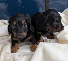 Chiots teckel - Photo 3