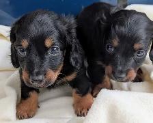 Chiots teckel - Photo 4