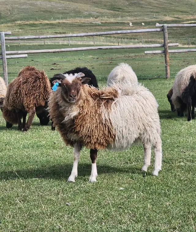 Icelandic Lamb - Photo 2