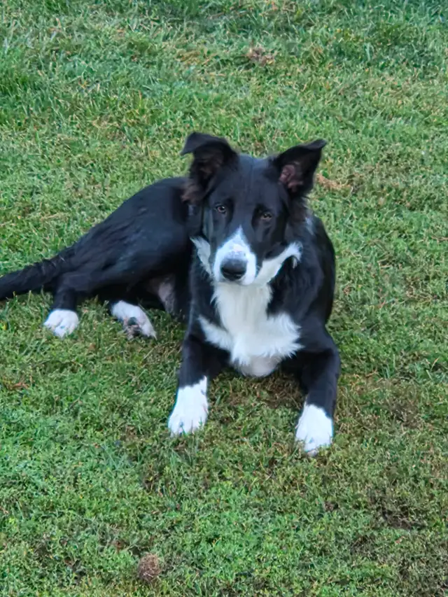 11 month old Border Collie