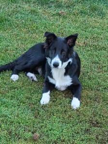 11 month old Border Collie