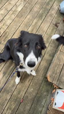 11 month old Border Collie - Photo 2