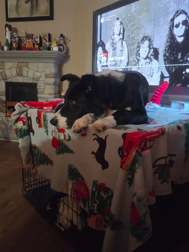 11 month old Border Collie - Photo 3