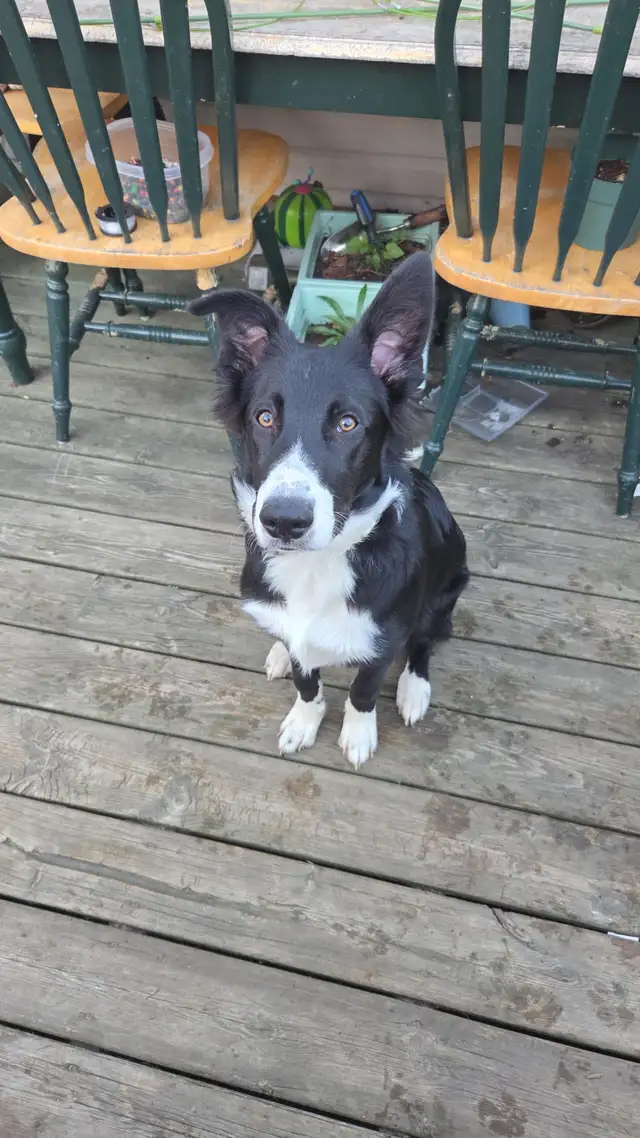 11 month old Border Collie - Photo 4