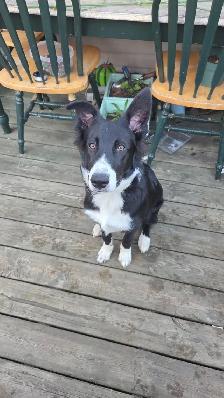 11 month old Border Collie - Photo 4