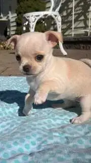 Mini Pocket Sized Chihuahuas