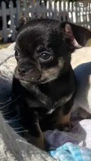 Mini Pocket Sized Chihuahuas - Photo 2