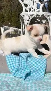 Mini Pocket Sized Chihuahuas - Photo 3