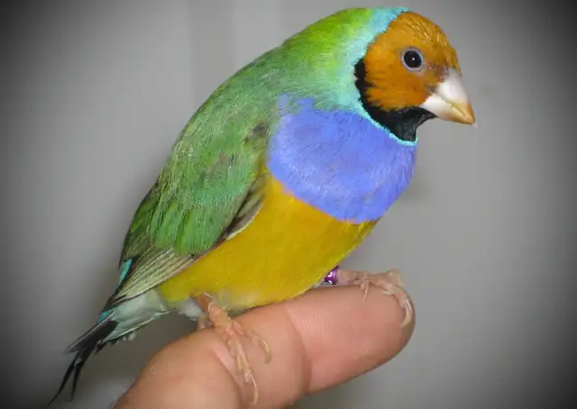 …::: BEAUTIFUL GOULDIAN FINCHES FOR SALE! :::…