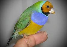 …::: BEAUTIFUL GOULDIAN FINCHES FOR SALE! :::…
