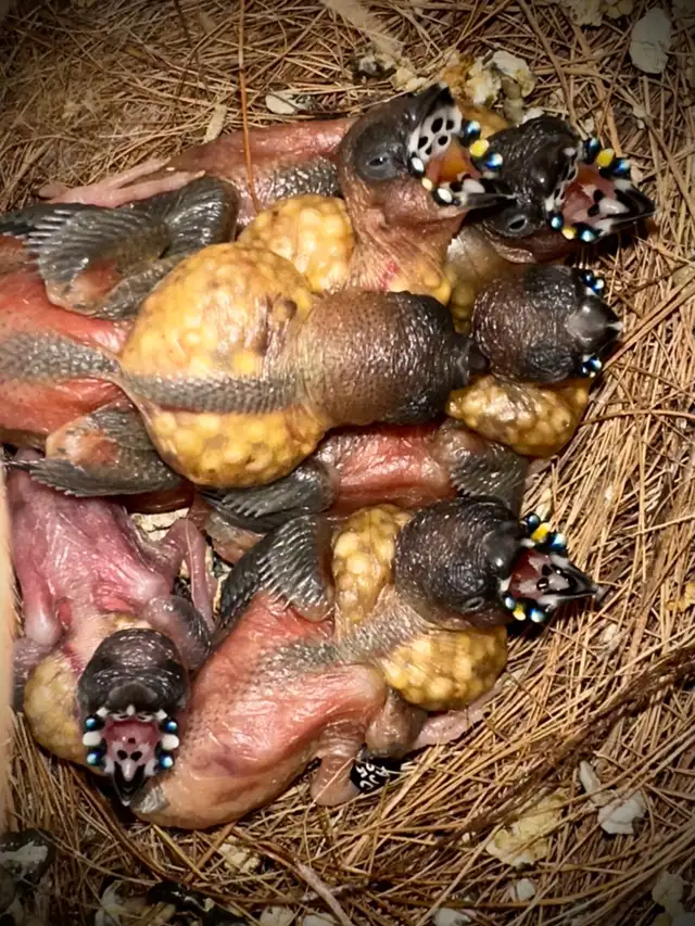 …::: BEAUTIFUL GOULDIAN FINCHES FOR SALE! :::… - Photo 2