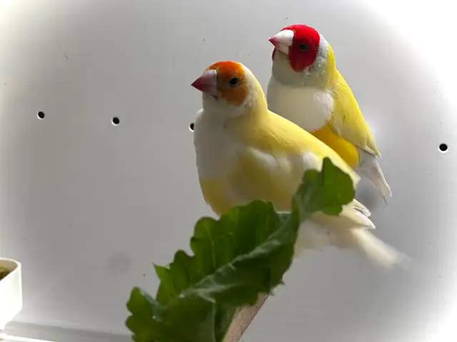 …::: BEAUTIFUL GOULDIAN FINCHES FOR SALE! :::… - Photo 3