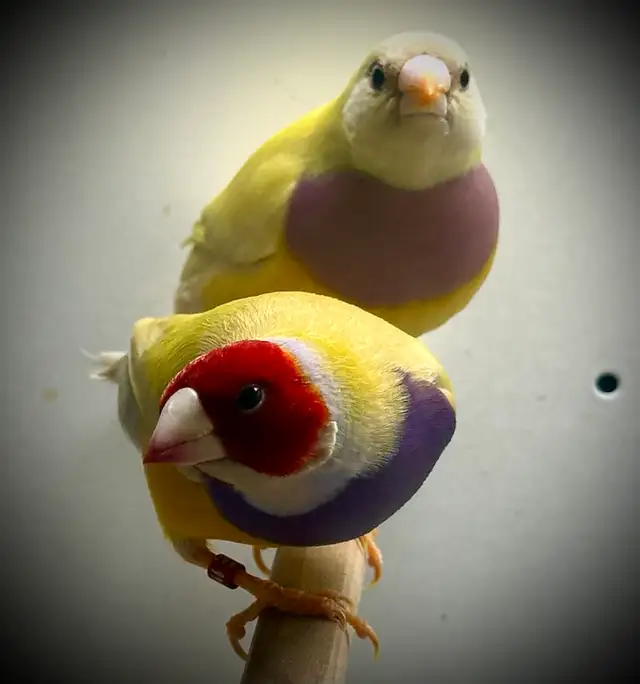 …::: BEAUTIFUL GOULDIAN FINCHES FOR SALE! :::… - Photo 4