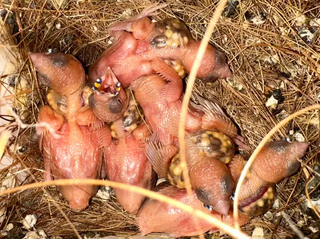 …::: BEAUTIFUL GOULDIAN FINCHES FOR SALE! :::… - Photo 5