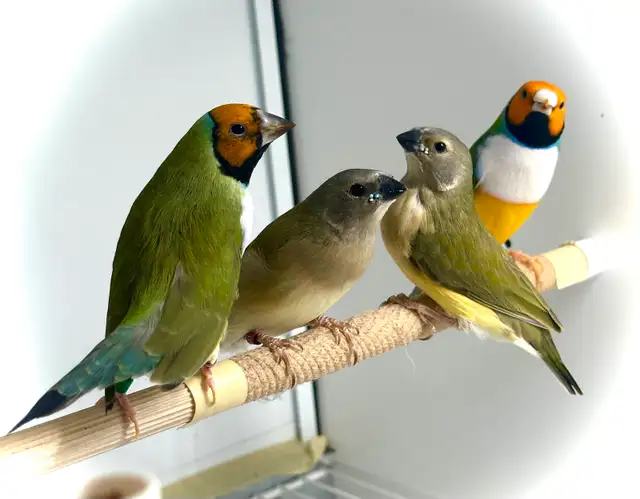 …::: BEAUTIFUL GOULDIAN FINCHES FOR SALE! :::… - Photo 6