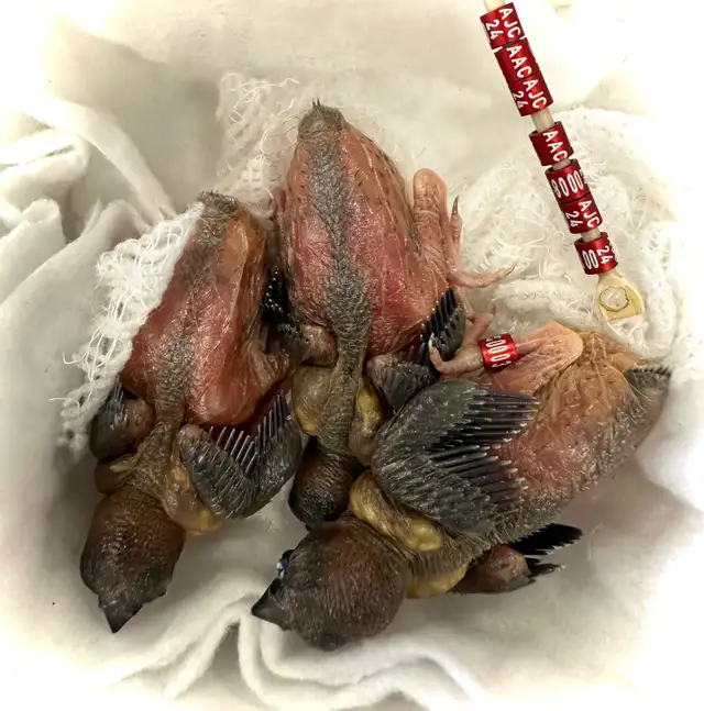 …::: BEAUTIFUL GOULDIAN FINCHES FOR SALE! :::… - Photo 7