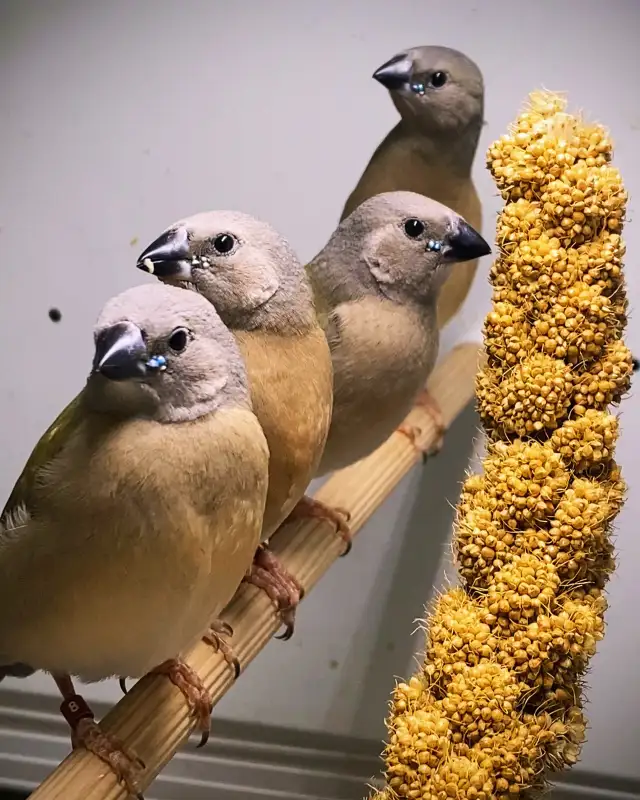 …::: BEAUTIFUL GOULDIAN FINCHES FOR SALE! :::… - Photo 8