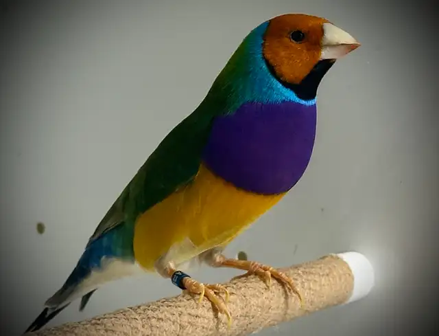 …::: BEAUTIFUL GOULDIAN FINCHES FOR SALE! :::… - Photo 9