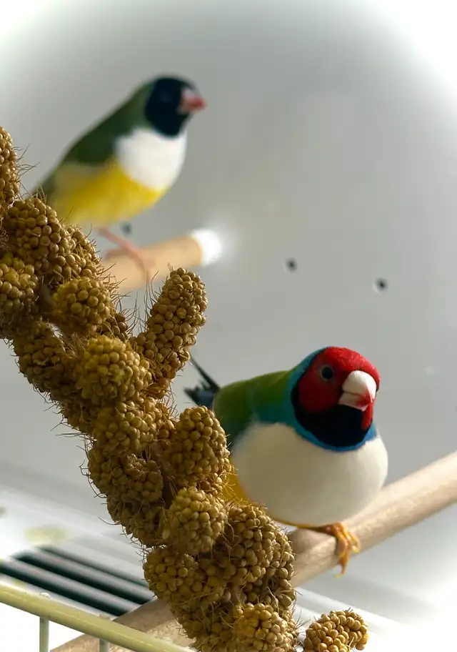 …::: BEAUTIFUL GOULDIAN FINCHES FOR SALE! :::… - Photo 10