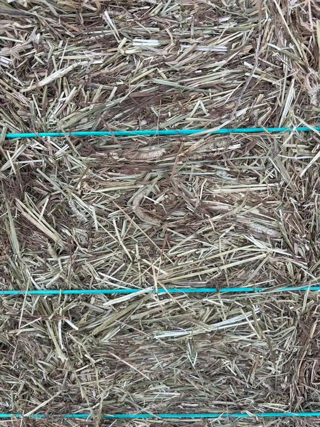 First cut Hay - Photo 2