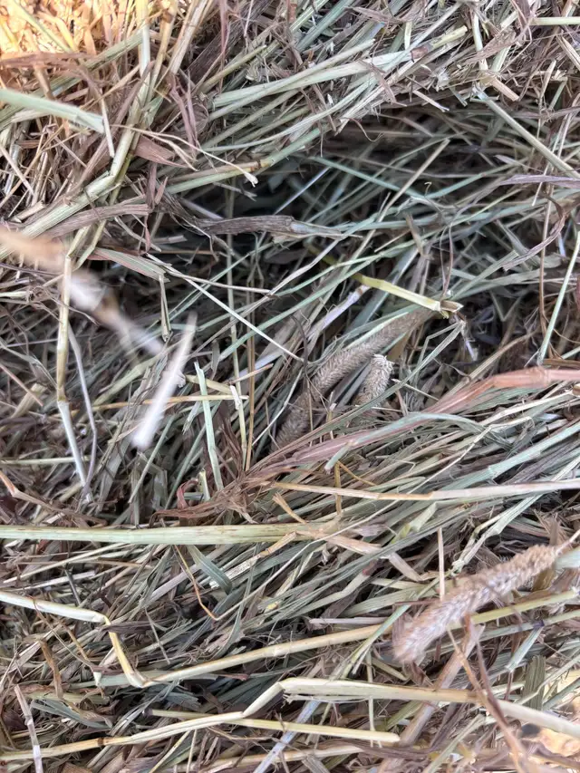 First cut Hay - Photo 3