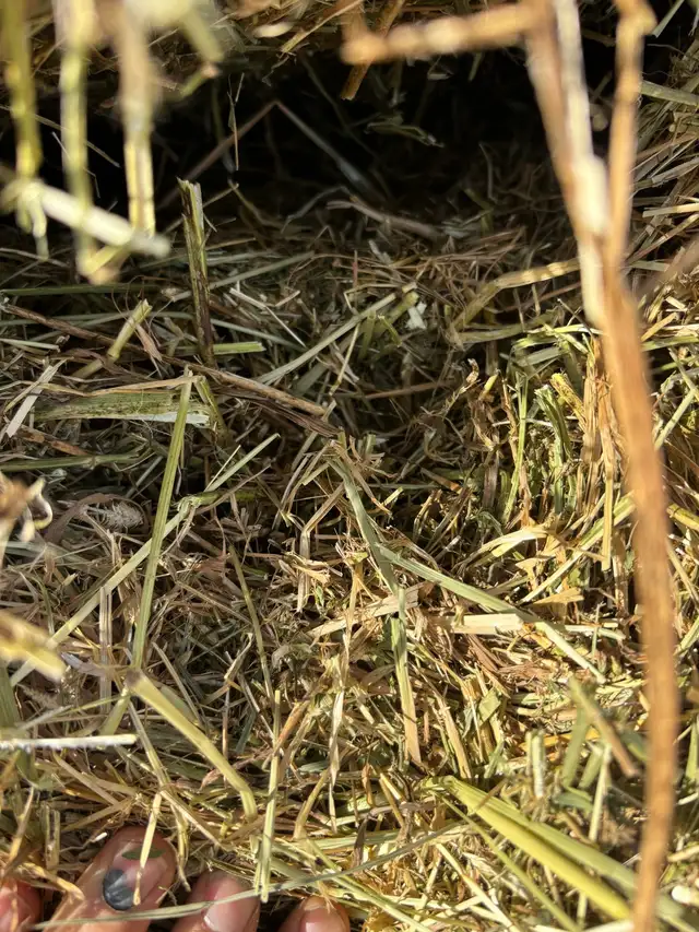 First cut Hay - Photo 4