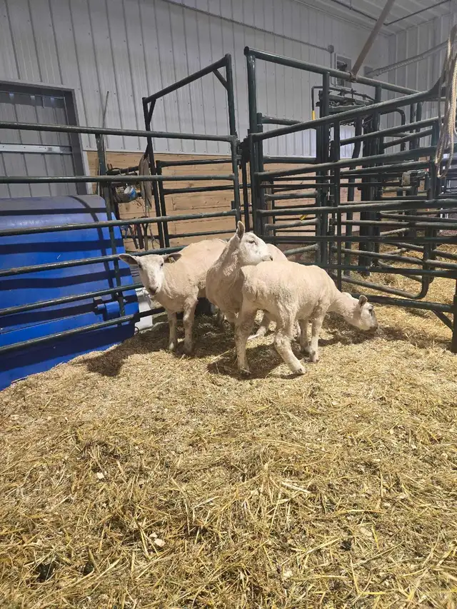 3 Yearling Wethers selling as a group