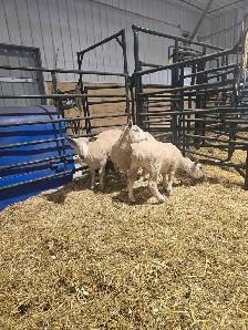 3 Yearling Wethers selling as a group