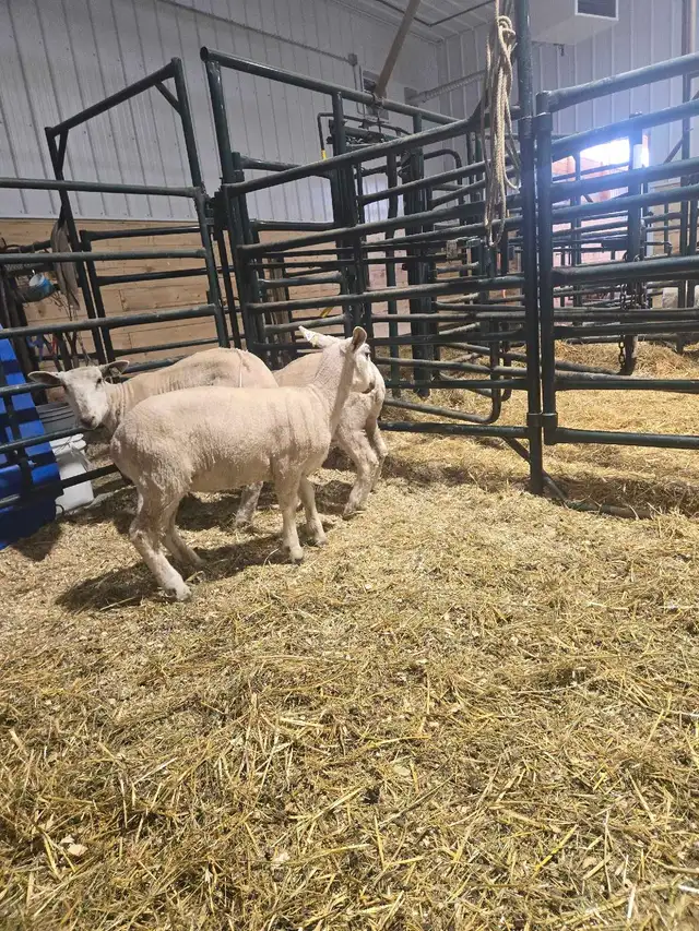 3 Yearling Wethers selling as a group - Photo 2