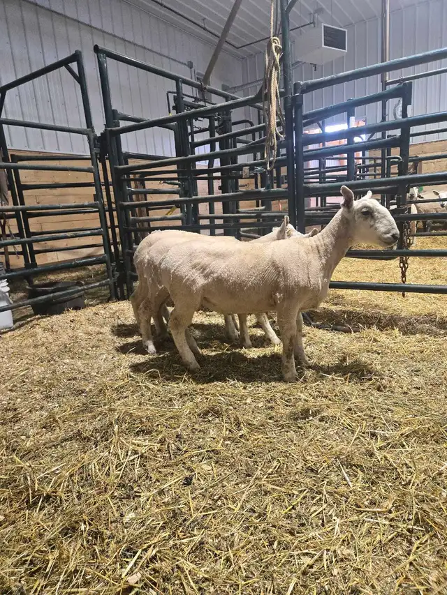 3 Yearling Wethers selling as a group - Photo 3