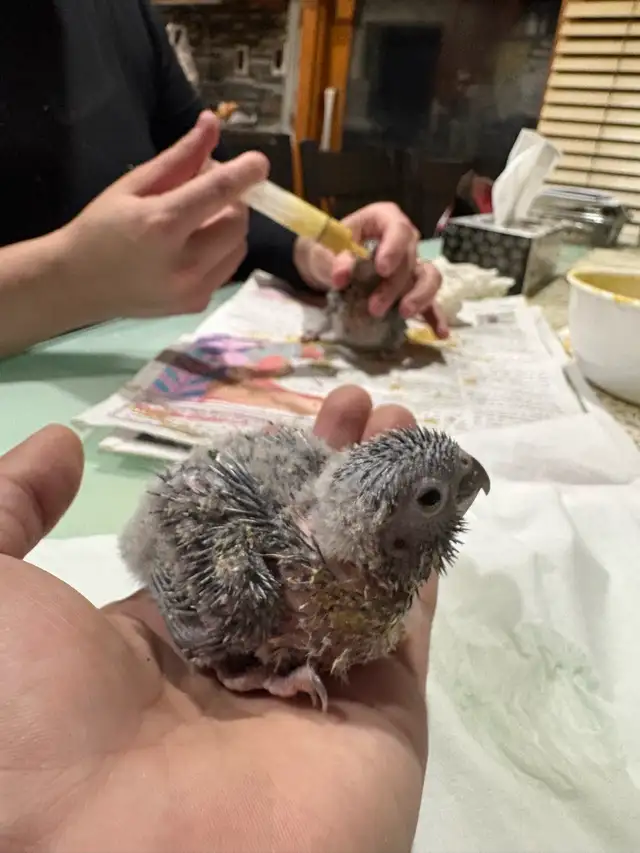 ❤️ Baby Conures / Cockatiels for sale HandFeeding ❤️