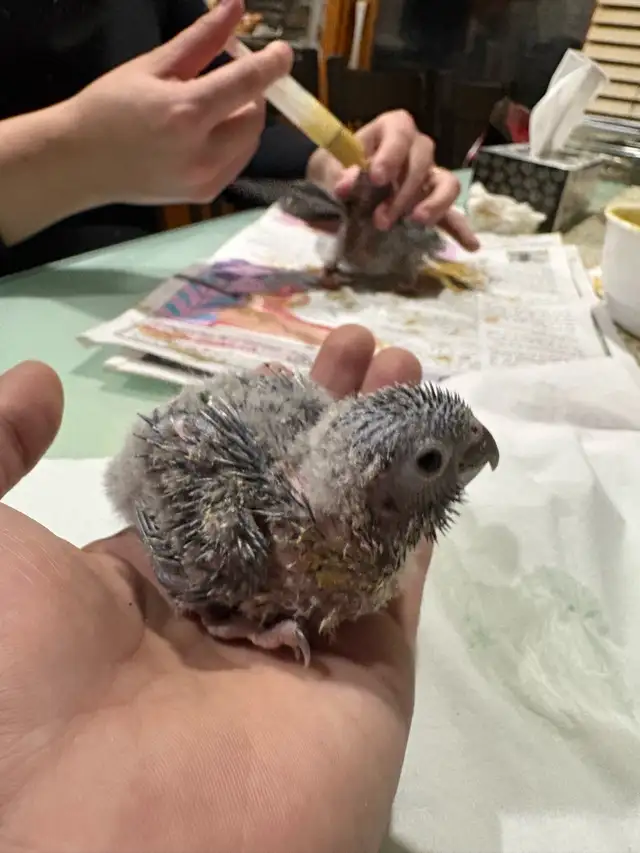 ❤️ Baby Conures / Cockatiels for sale HandFeeding ❤️ - Photo 2