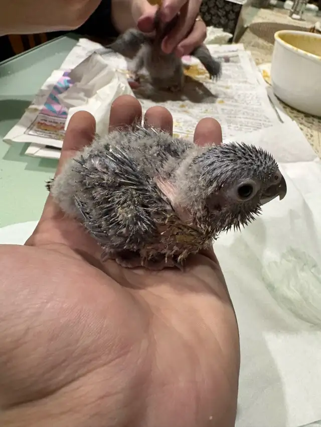 ❤️ Baby Conures / Cockatiels for sale HandFeeding ❤️ - Photo 3
