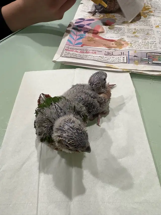 ❤️ Baby Conures / Cockatiels for sale HandFeeding ❤️ - Photo 4
