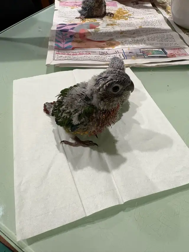 ❤️ Baby Conures / Cockatiels for sale HandFeeding ❤️ - Photo 5