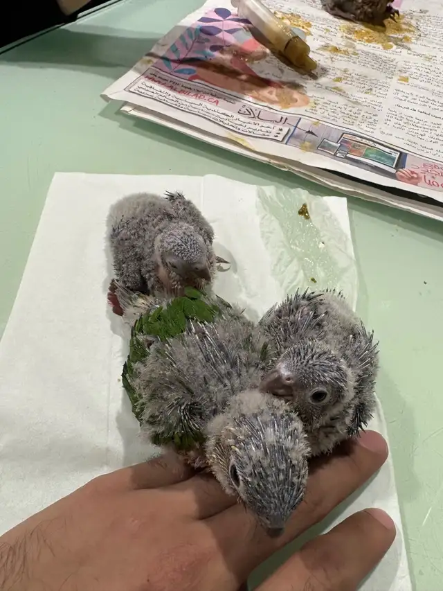 ❤️ Baby Conures / Cockatiels for sale HandFeeding ❤️ - Photo 6
