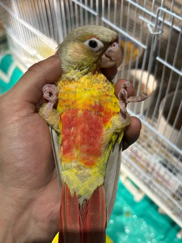 ❤️ Baby Conures / Cockatiels for sale HandFeeding ❤️ - Photo 8