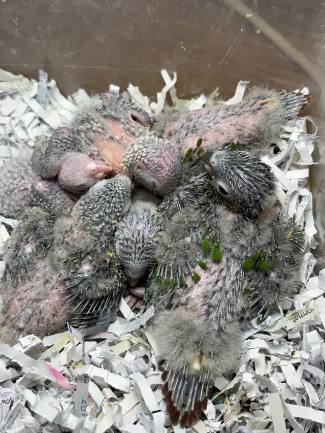 ❤️ Baby Conures / Cockatiels for sale HandFeeding ❤️ - Photo 9