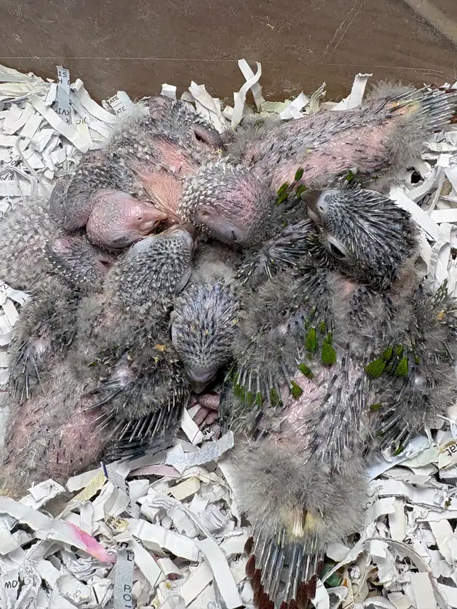 ❤️ Baby Conures / Cockatiels for sale HandFeeding ❤️ - Photo 10