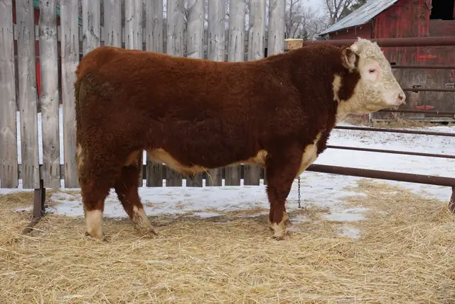 Medicine Hat Bull Show & Sale