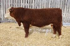 Medicine Hat Bull Show & Sale - Photo 3