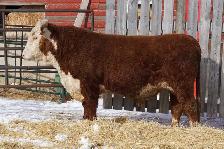 Medicine Hat Bull Show & Sale - Photo 2