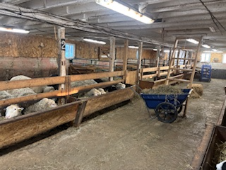 GRANGE A LOUER 42X86 PIEDS / POUR VACHE OU AUTRE - Photo 3