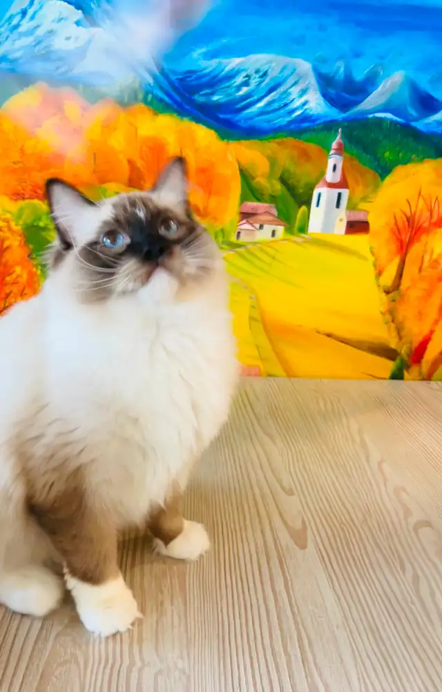 Special Offer_Flash Slothmore, seal point ragdoll kitten