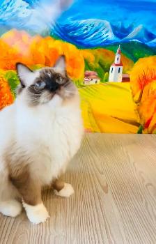 Special Offer_Flash Slothmore, seal point ragdoll kitten