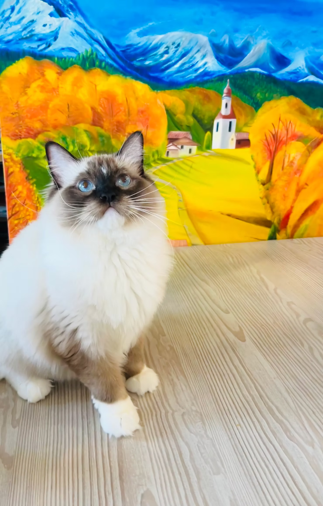 Special Offer_Flash Slothmore, seal point ragdoll kitten - Photo 2