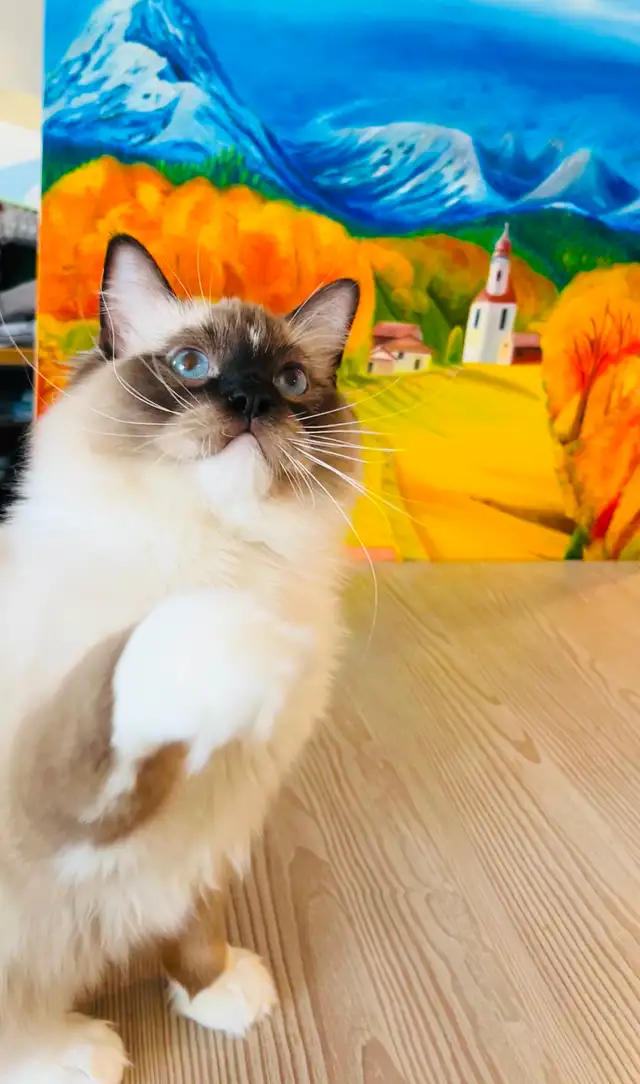 Special Offer_Flash Slothmore, seal point ragdoll kitten - Photo 3