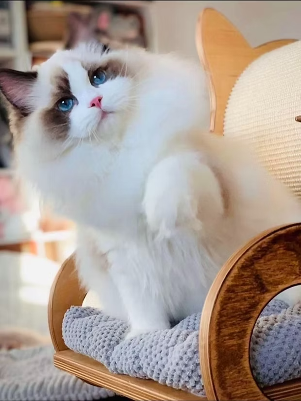 Special Offer_Flash Slothmore, seal point ragdoll kitten - Photo 4