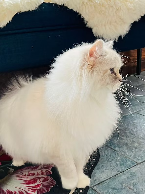 Special Offer_Flash Slothmore, seal point ragdoll kitten - Photo 5